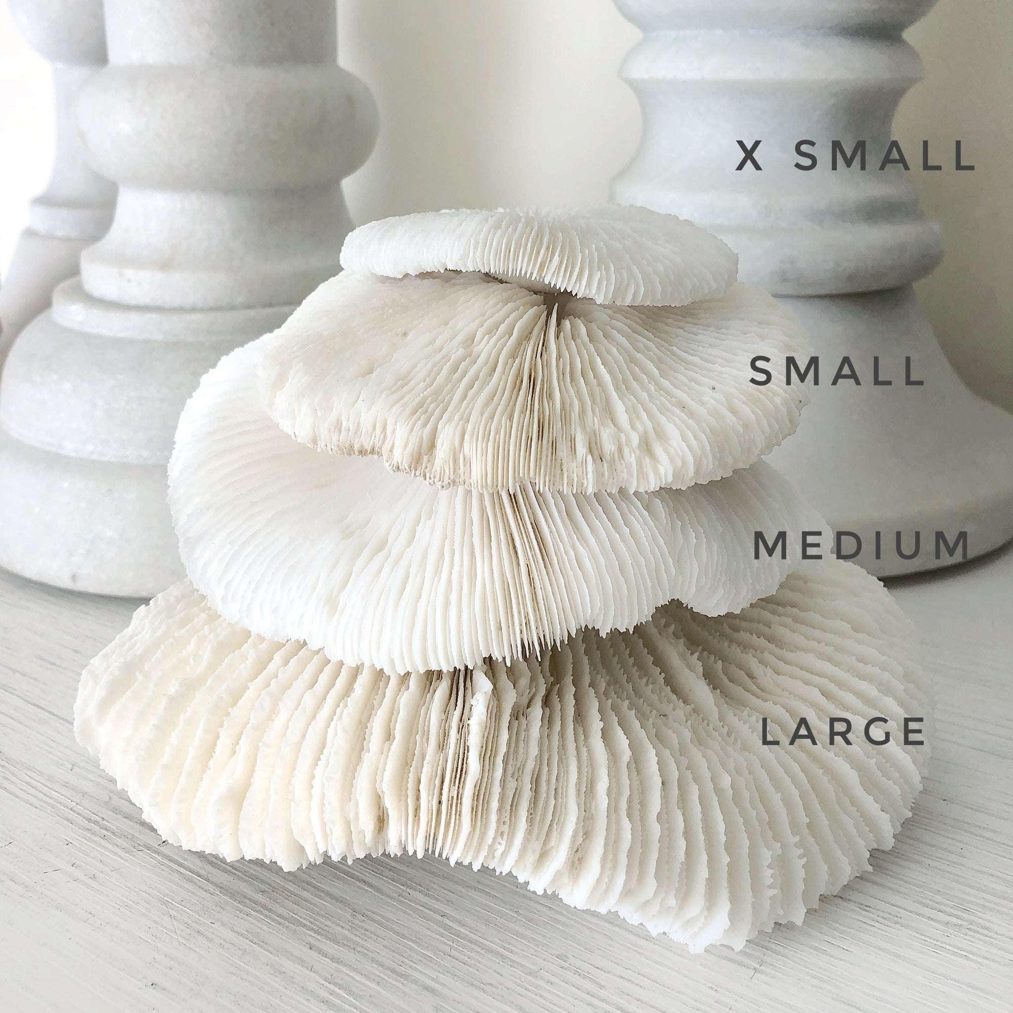 Real Mushroom Fungia Coral - Extra Small