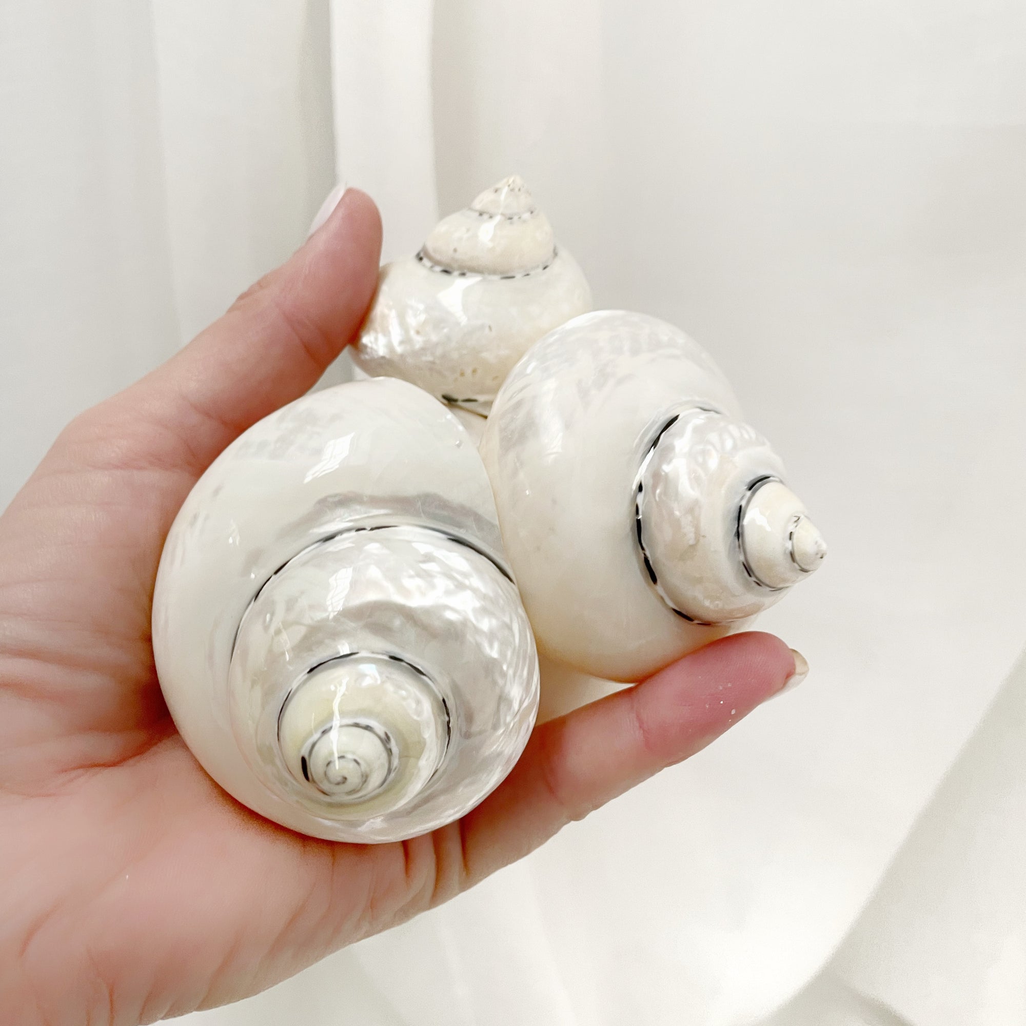 Real Polished Turbo Pearl Shell Medium Set 3
