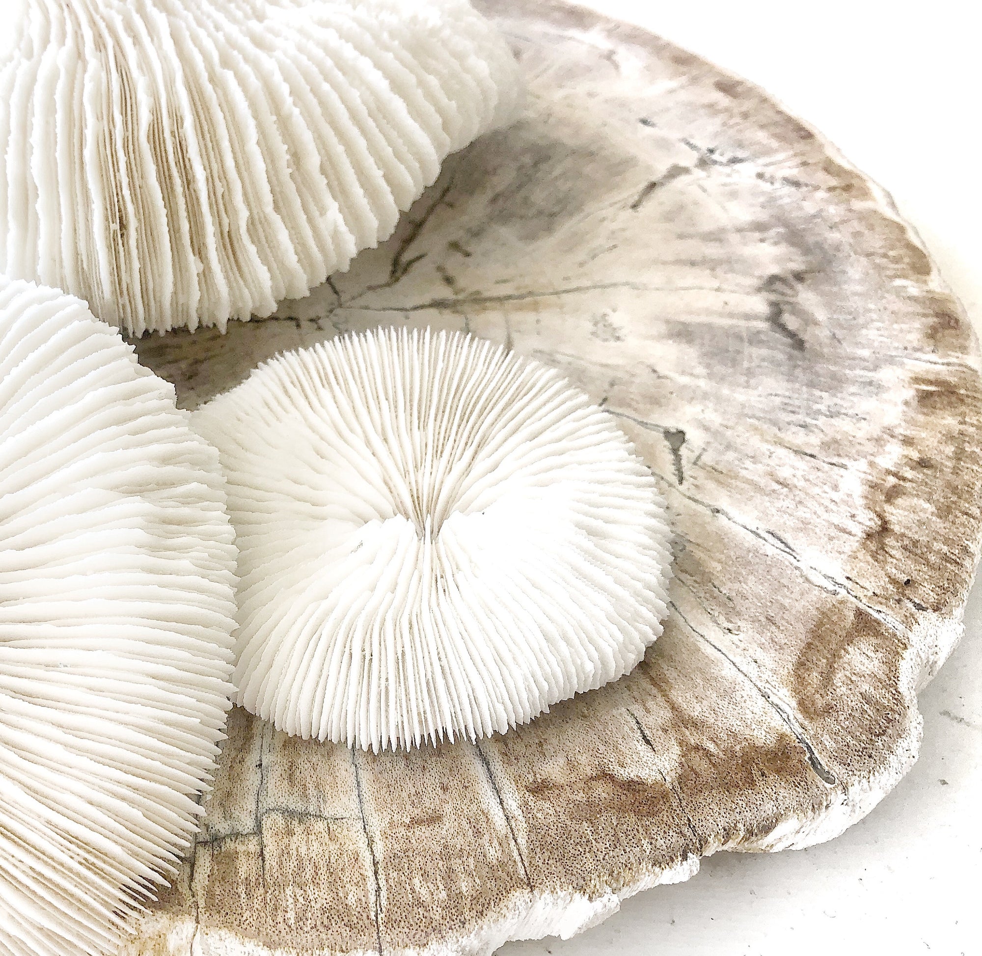 Real Mushroom Fungia Coral - Small