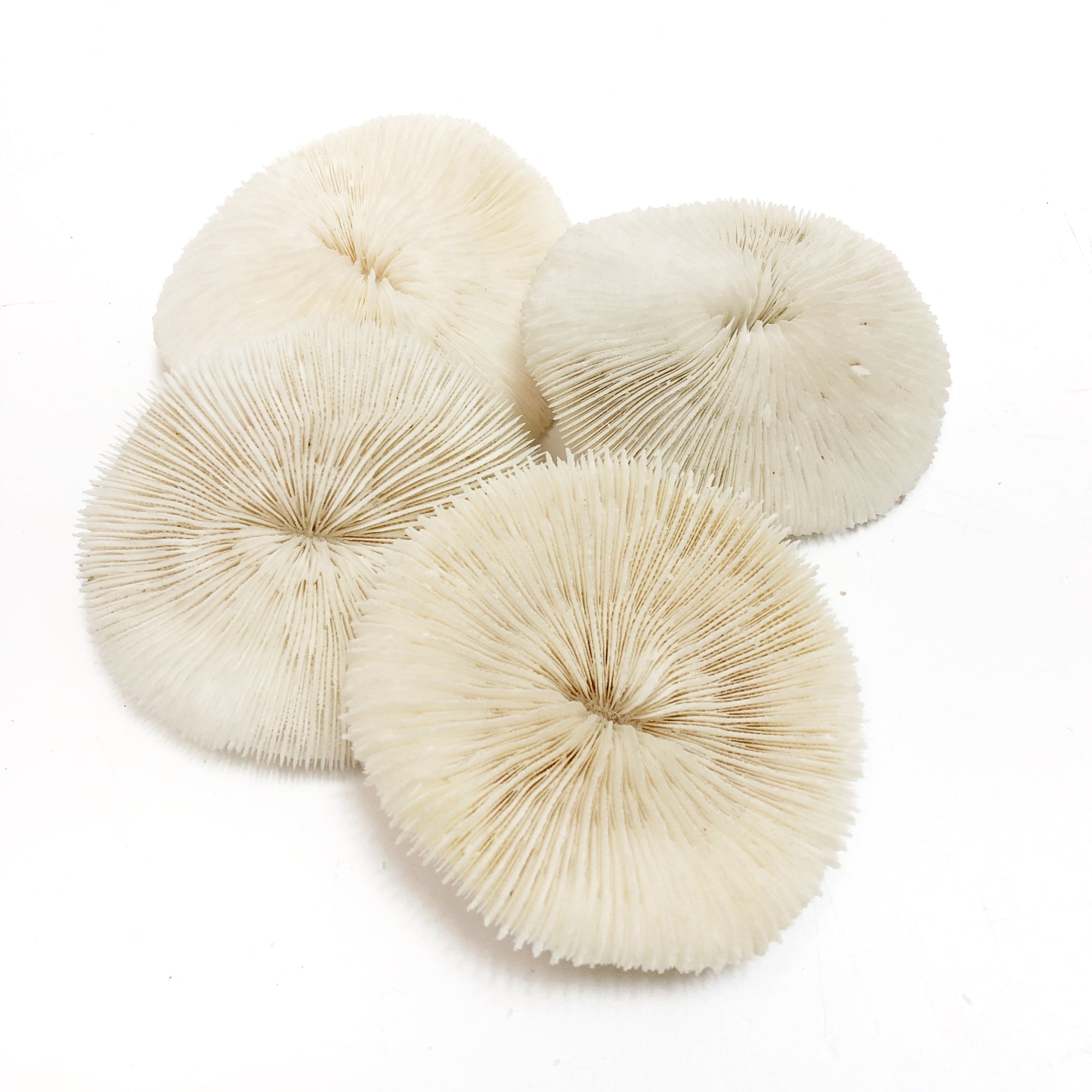 Real Mushroom Fungia Coral - Small