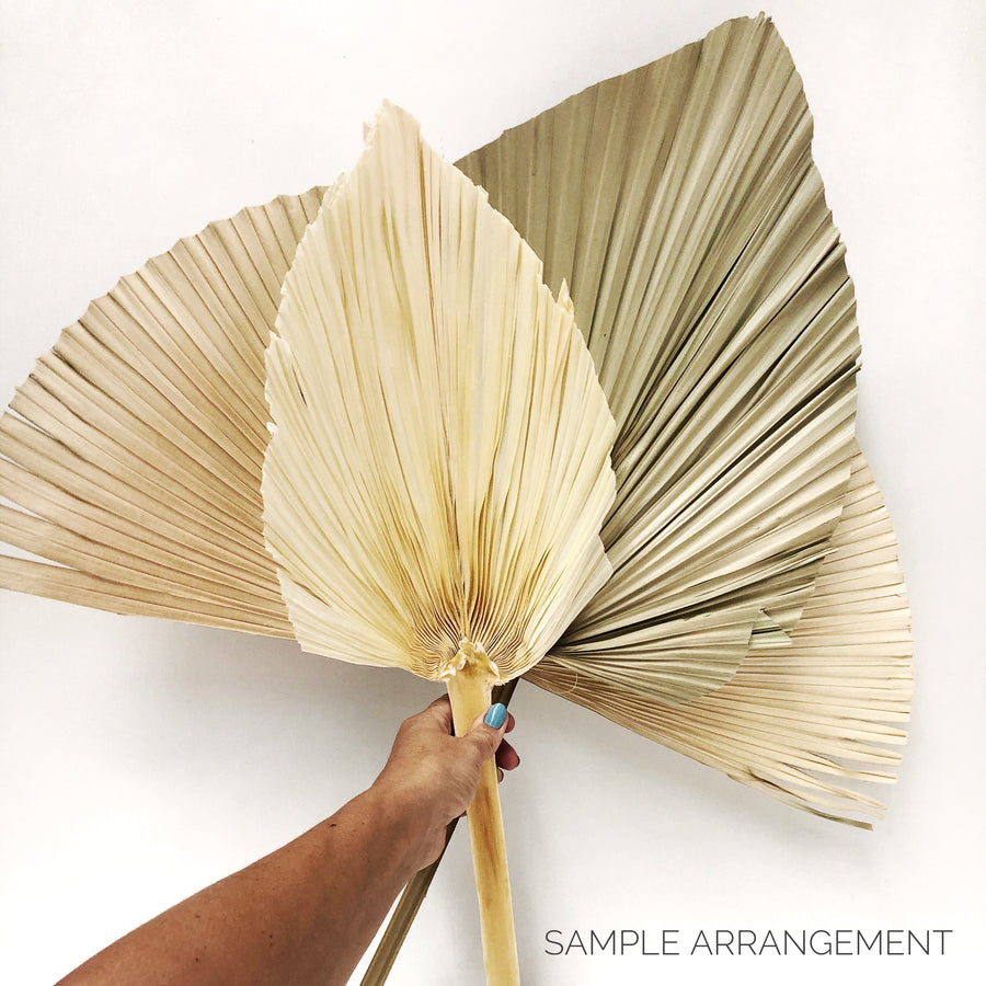 Large Real Dried Palm Wide Fan Single Stem - Natural