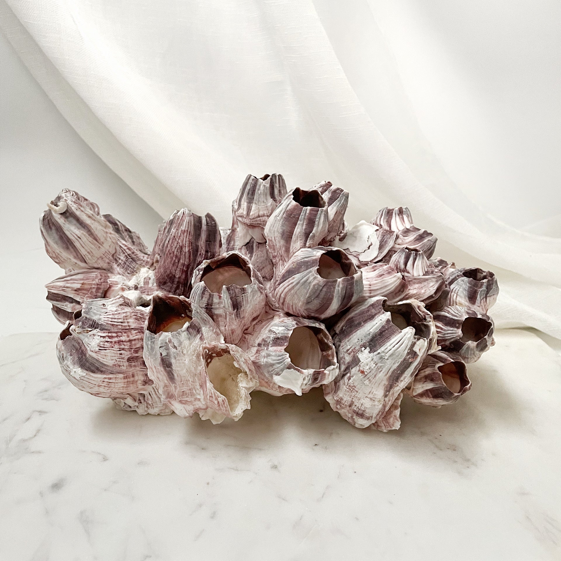 Natural Barnacle Cluster