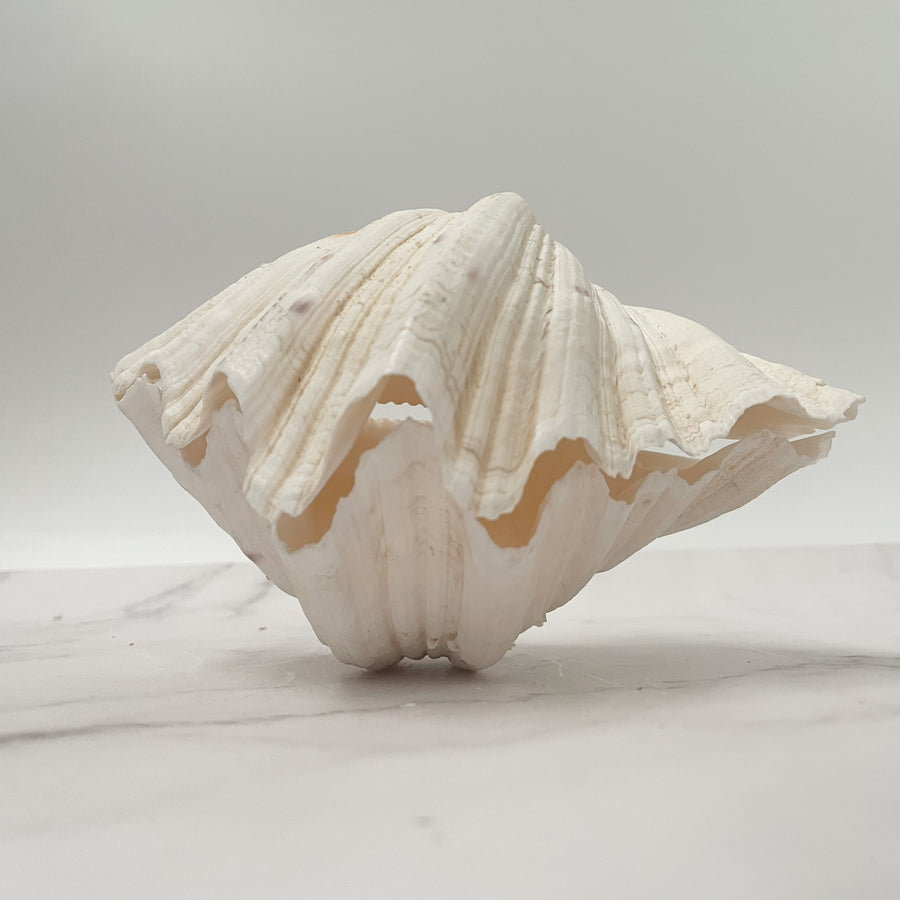 Giant Ruffled Clam Shell