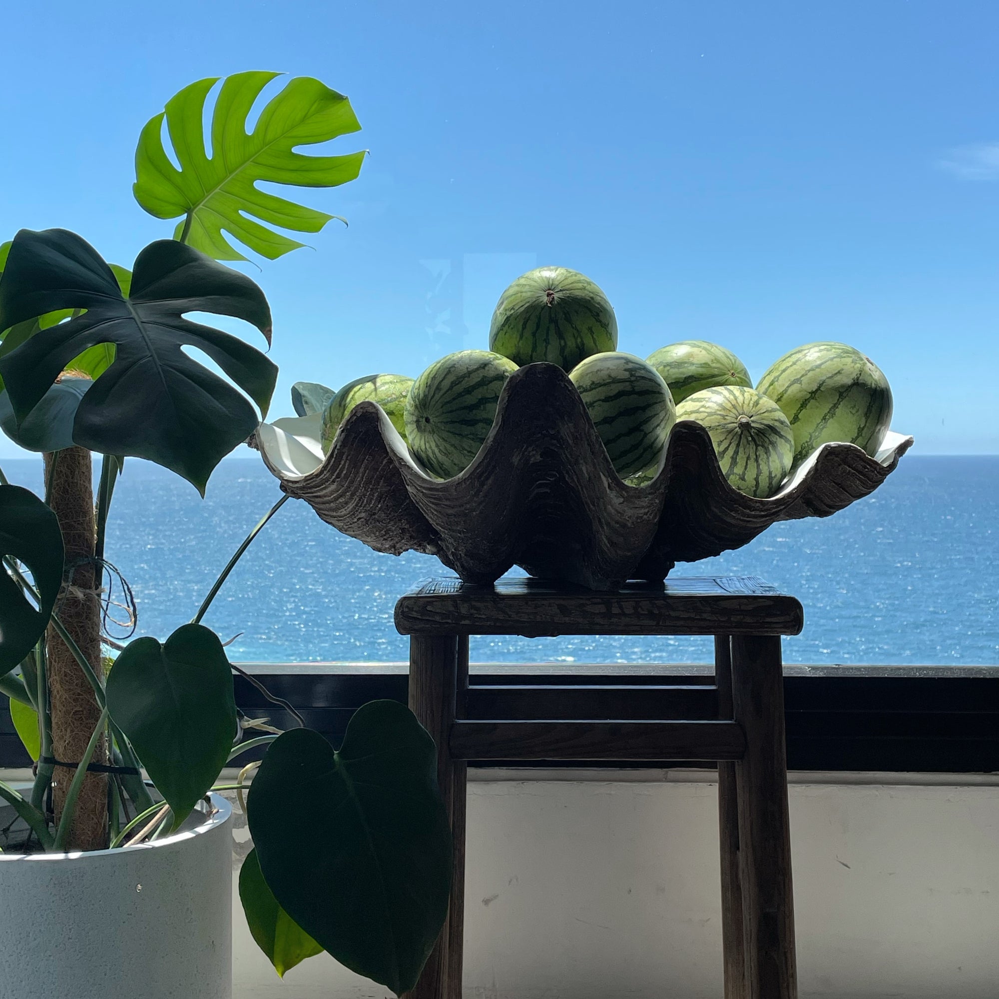 Resin Faux Giant Clamshell Clam 'Natural' 68 CM