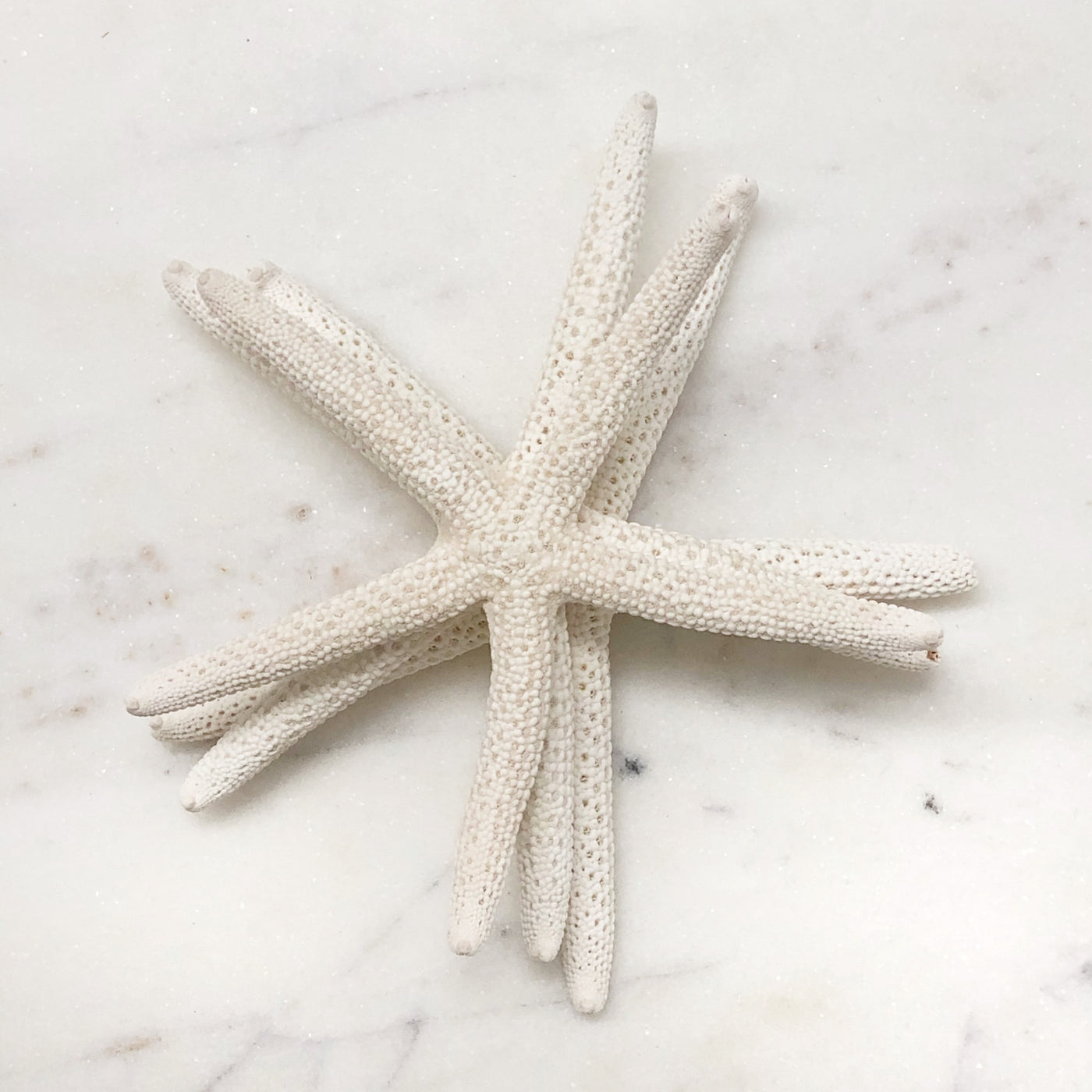 Real White Starfish
