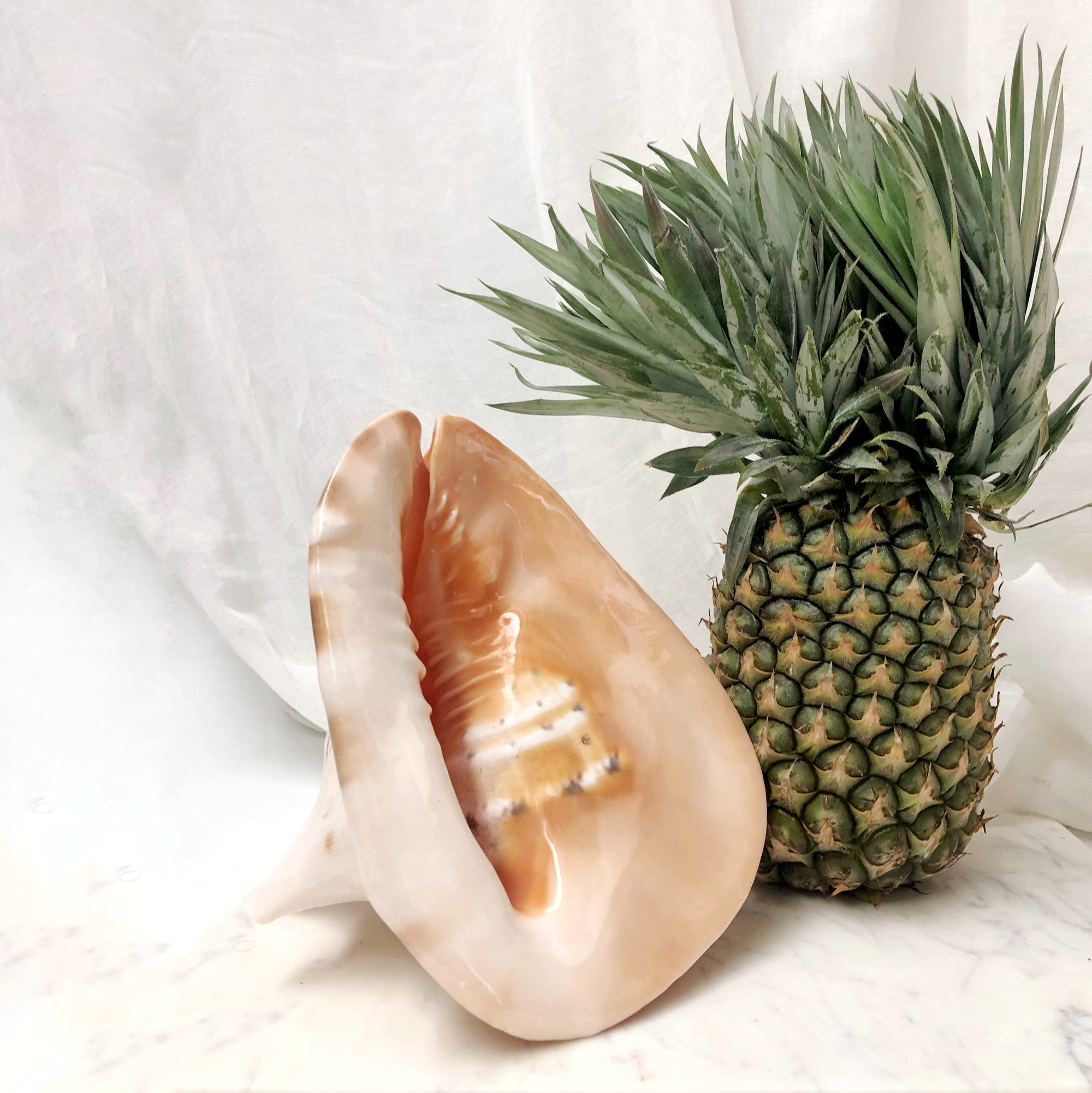 Real Large Polished Cassis Cornuta Horned Helmet  Shell