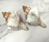 Real Striped Fox Conch Polished Shell