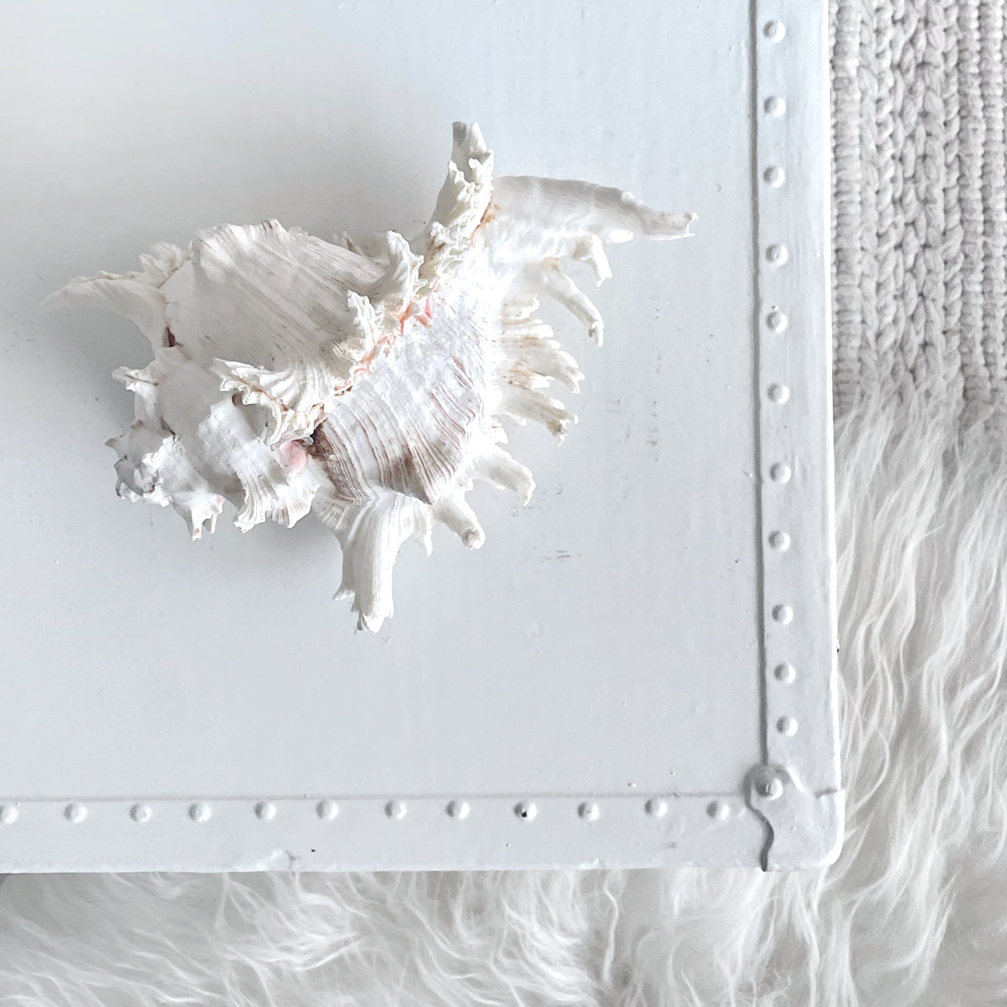 Real Murex Shell - Extra Large