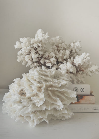 Hibiscus Coral