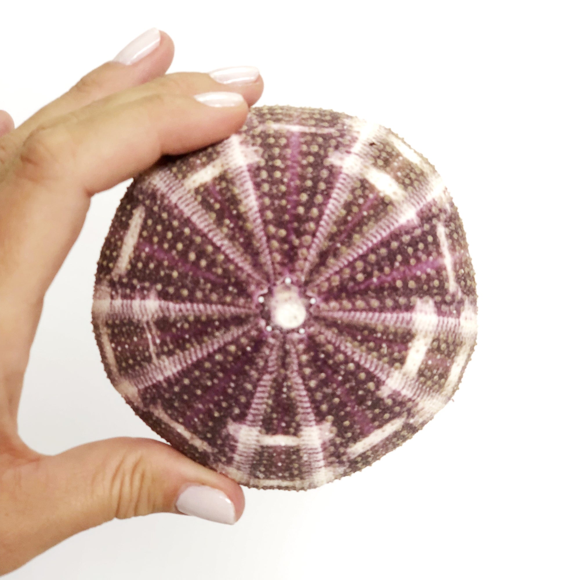 Sea Urchin Flat Set 5 ***LAST SET***