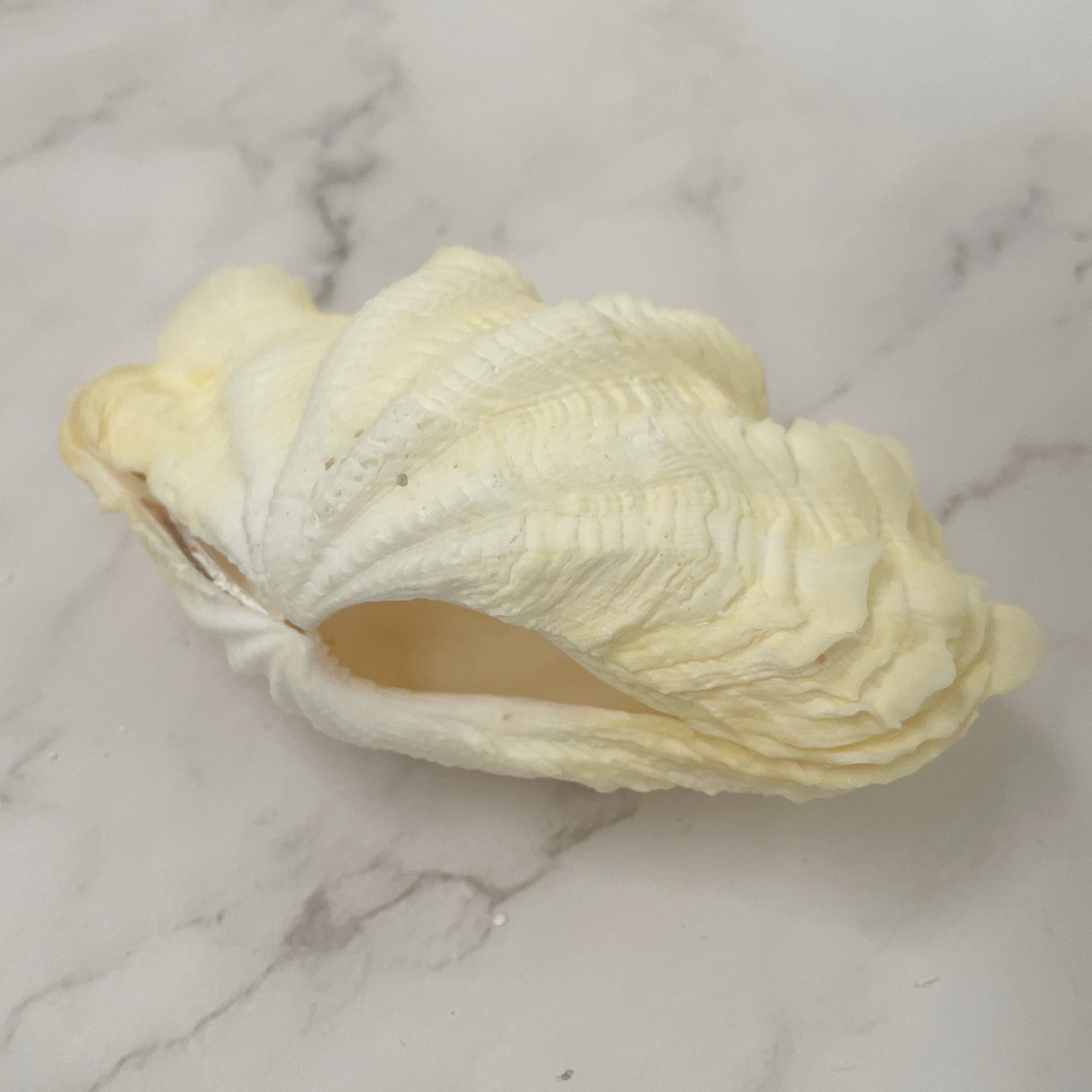 Real Clamshell Double