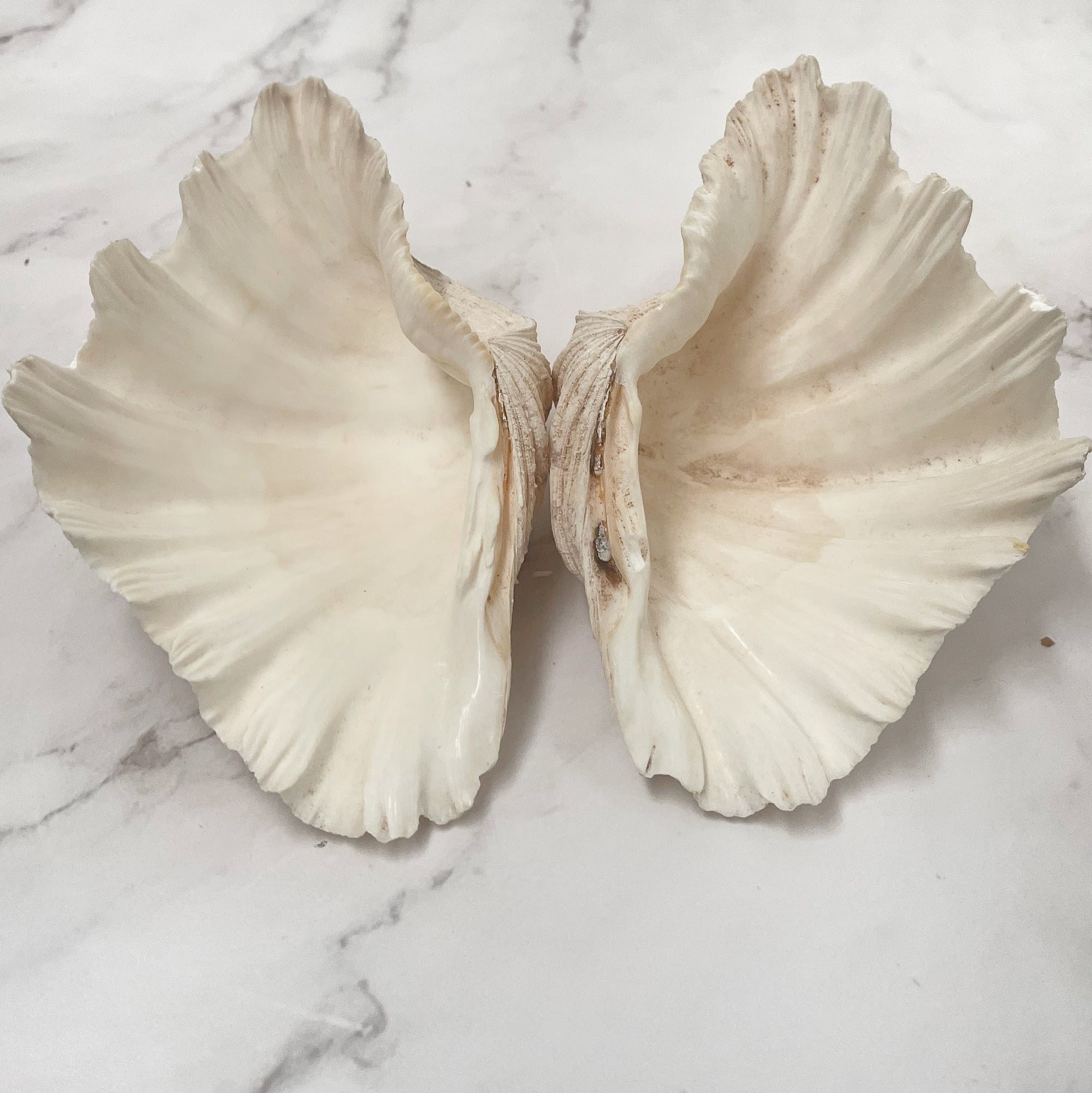 Real Clamshell Double 15 CM