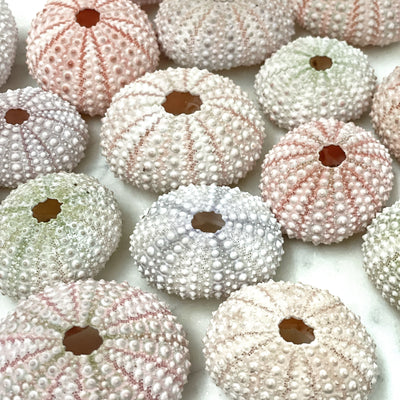 Mixed Pink and Pastel Mini Sea Urchins Set 8