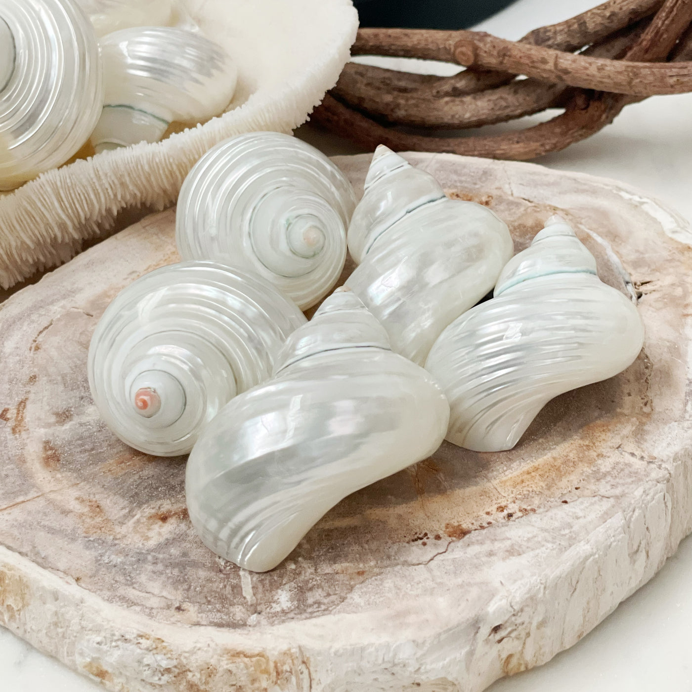 Real Polished Turbo Pearl Shell Small Set 5