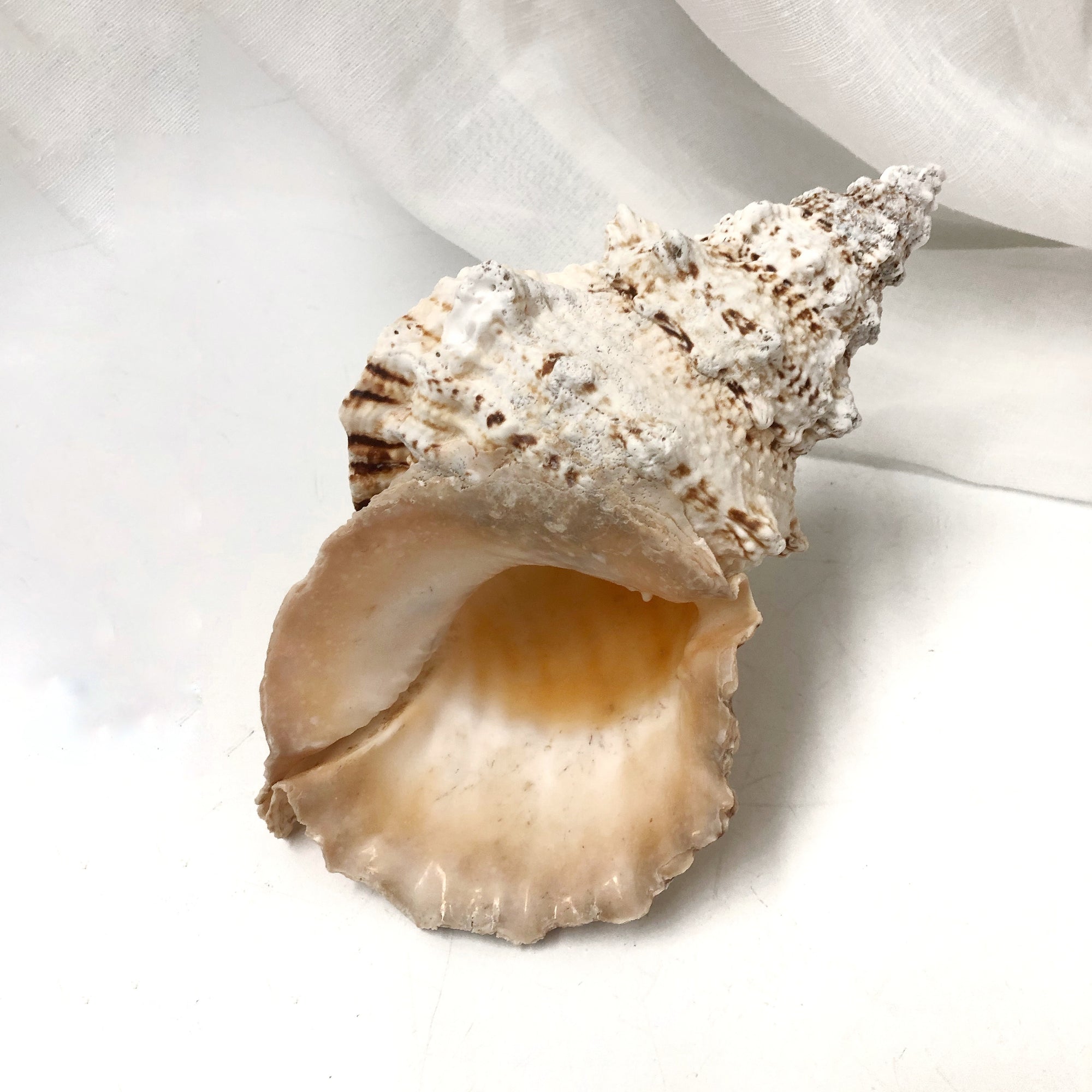 Real Extra Large Frog Shell