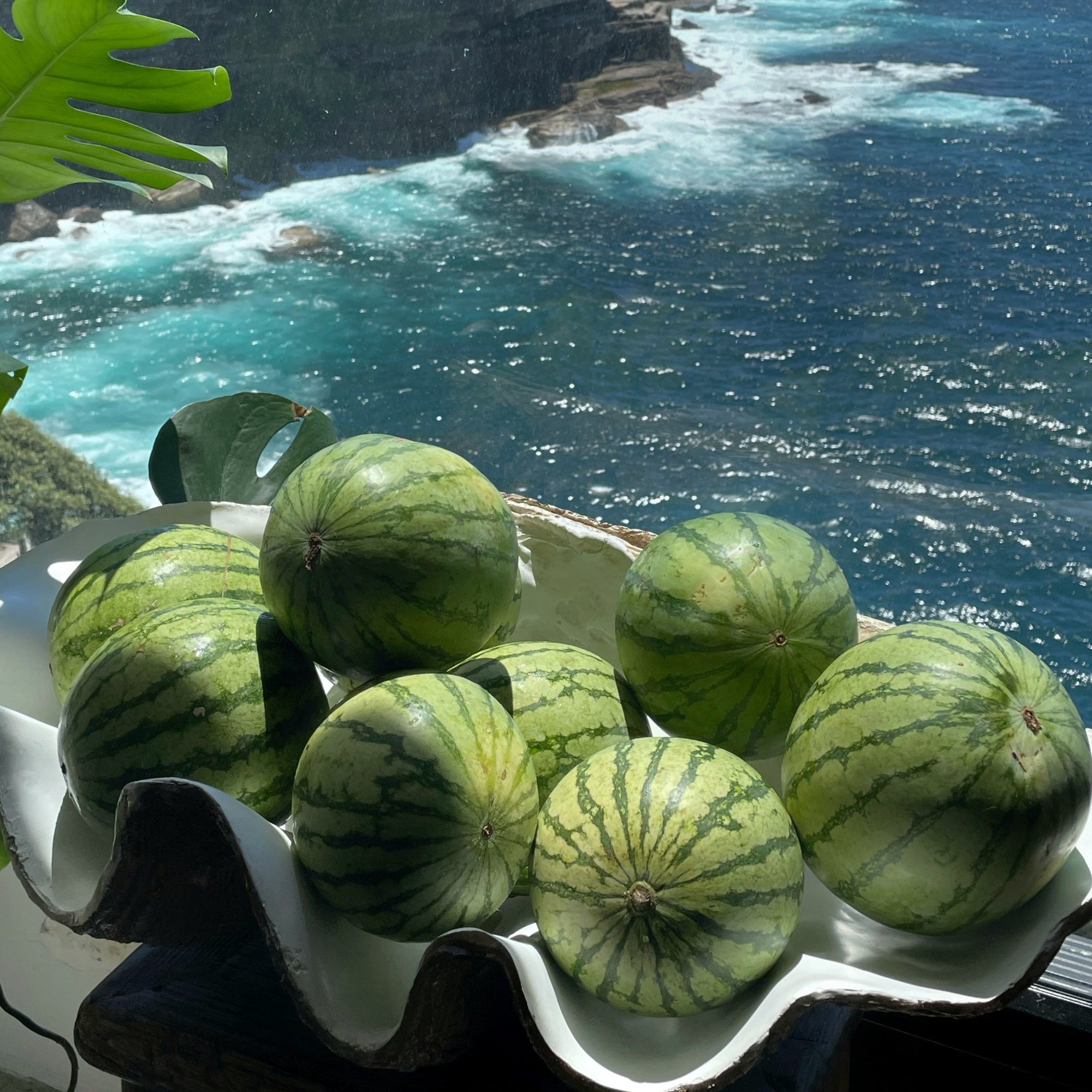 Resin Faux Giant Clamshell Clam 'Natural' 68 CM