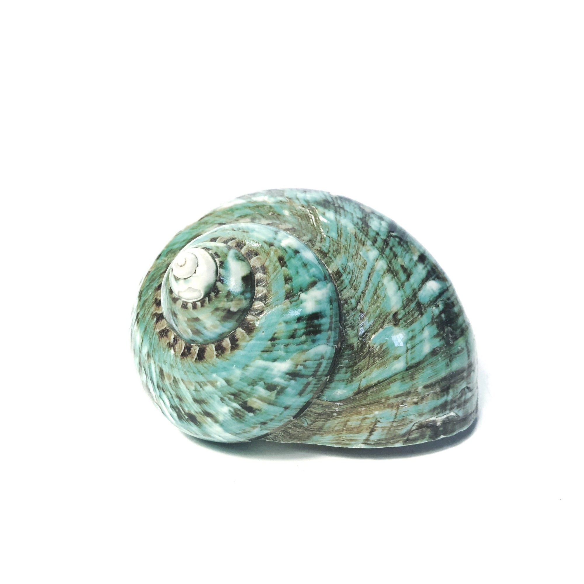 Real Polished Green Marbled Turban Shell