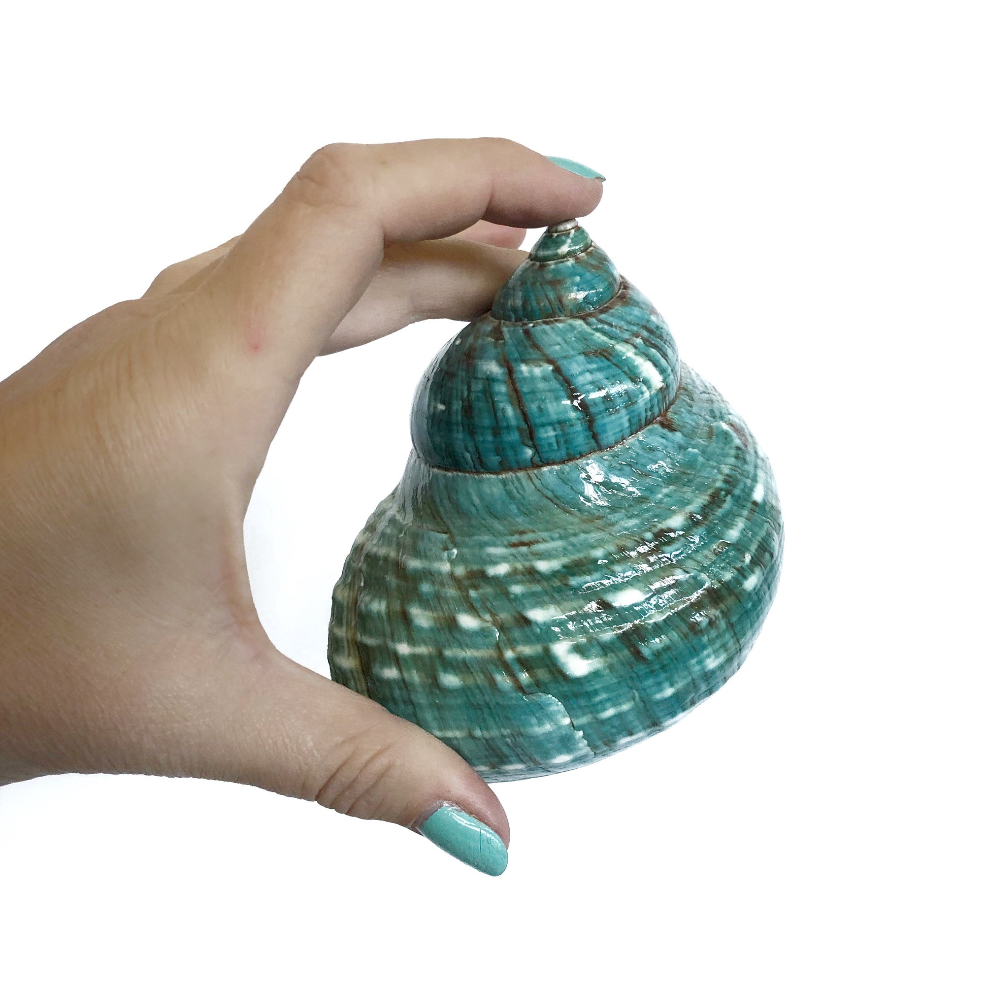 Real Polished Green Marbled Turban Shell