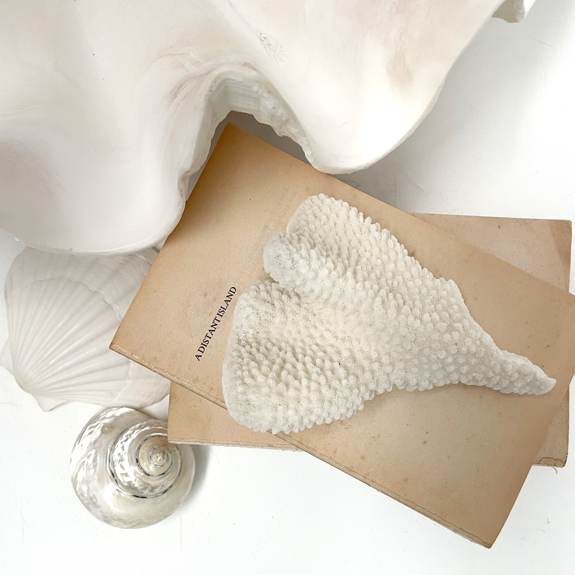 Soft Cauliflower Coral Specimen B