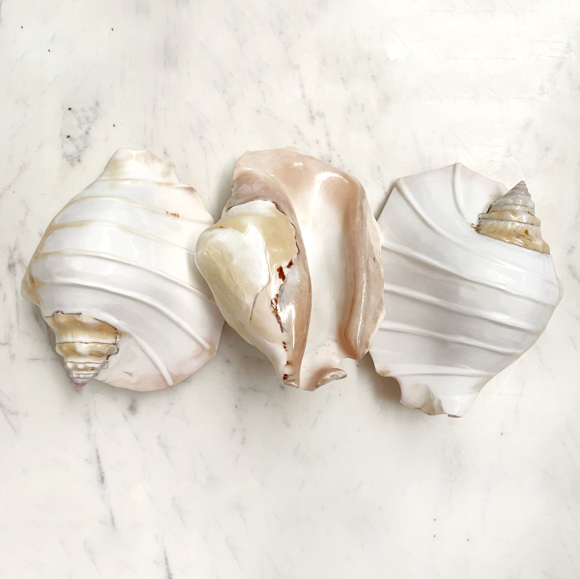 Real Pacific Conch Shell White Fluted ***LAST ONE***