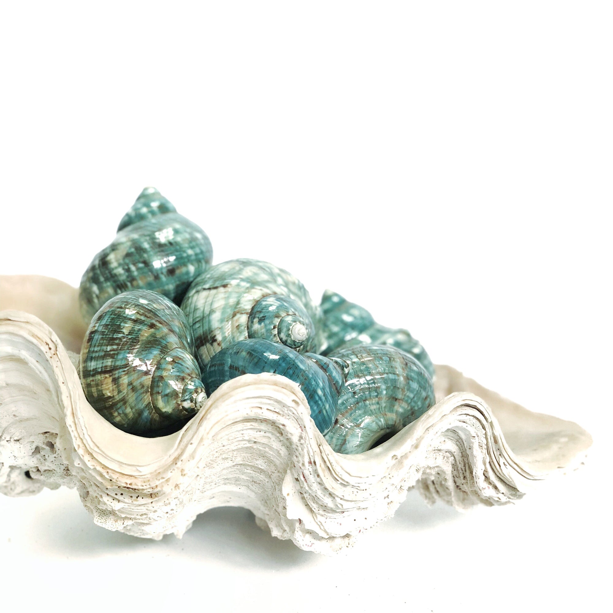 Real Polished Green Marbled Turban Shell