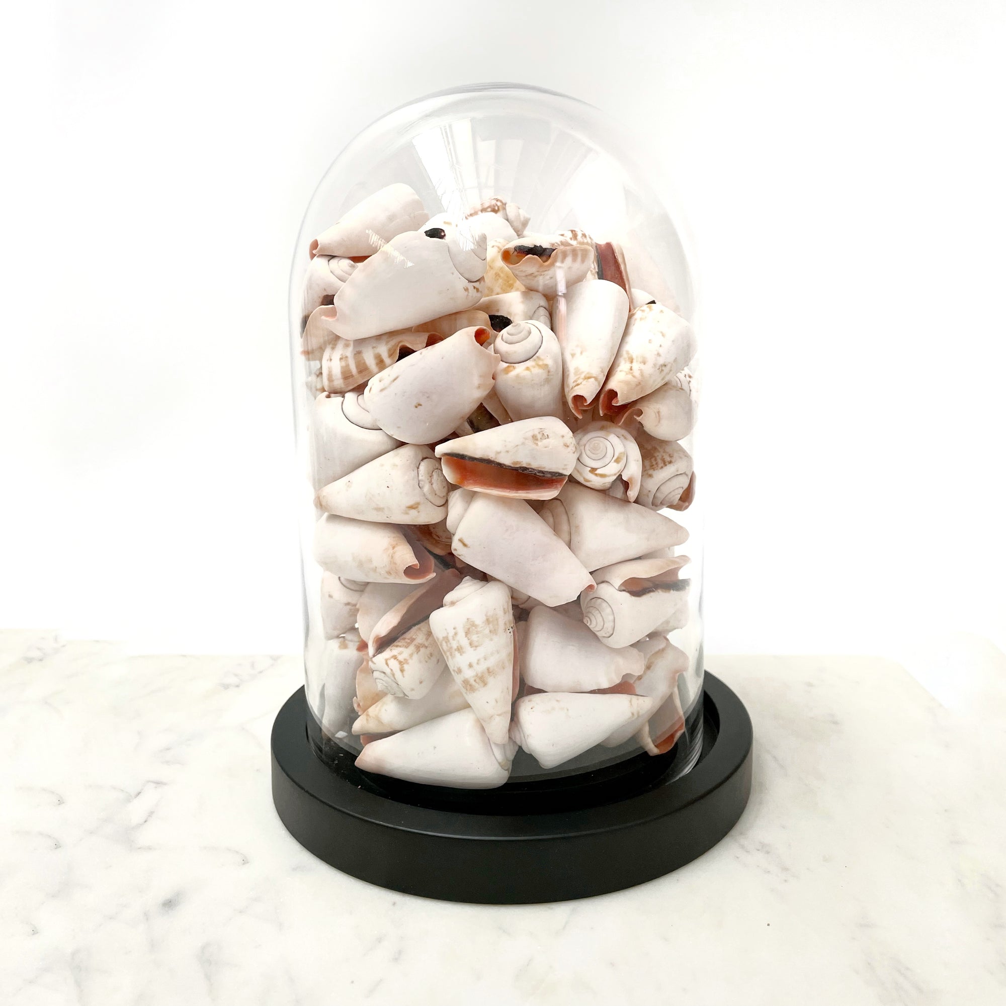 Glass Cloche Dome Terrarium 25 CM