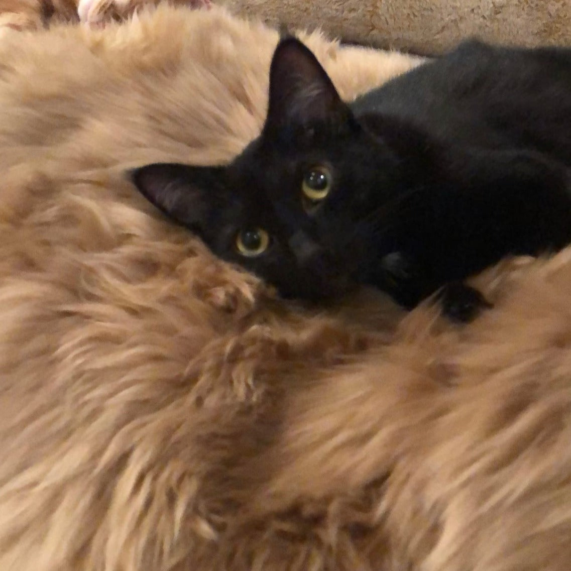 Genuine Australian Merino Sheepskin - Caramel