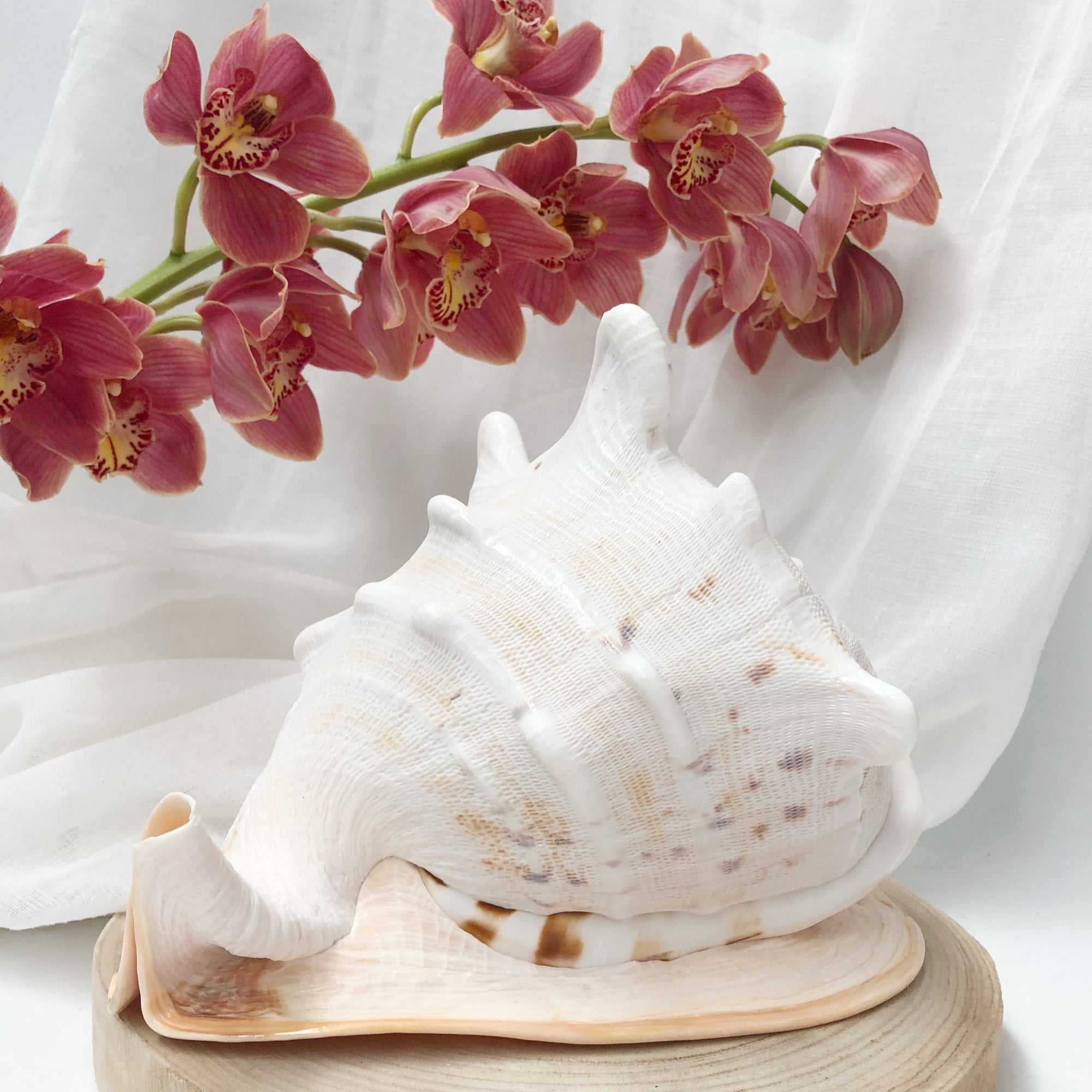 Real Large Polished Cassis Cornuta Horned Helmet  Shell
