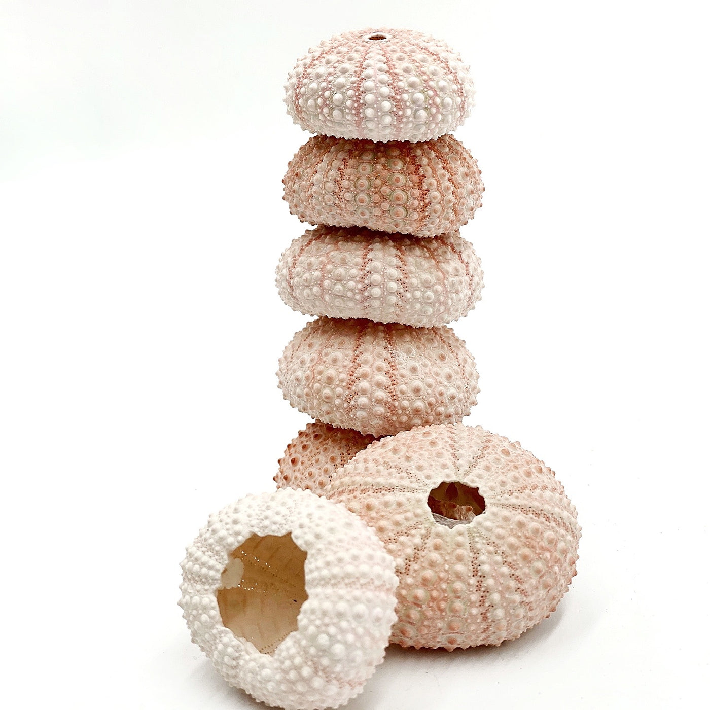 Mixed Pink and Pastel Mini Sea Urchins Set 10