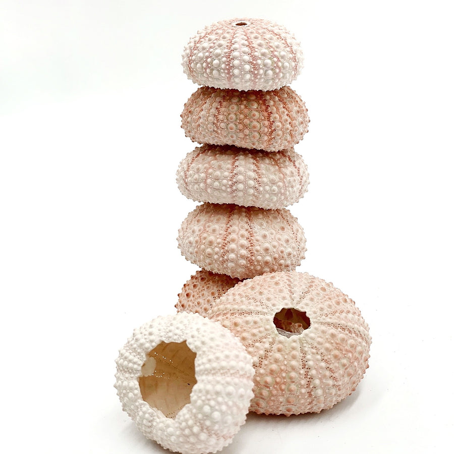 Mixed Pink and Pastel Mini Sea Urchins Set 8