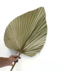 Large Real Dried Palm Fan Single Stem - Natural 60 CM+