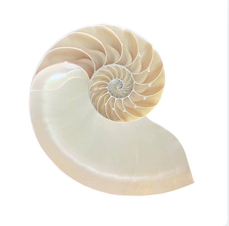 XL Real Rare Chambered Polished Pearl Nautilus Shell - Half