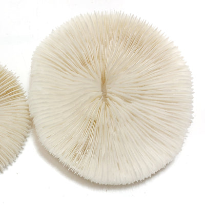 Real Mushroom Fungia Coral - Medium