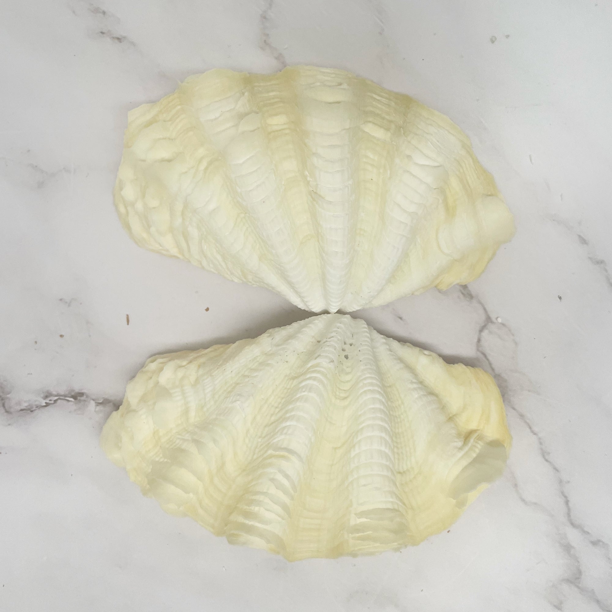 Real Clamshell Double