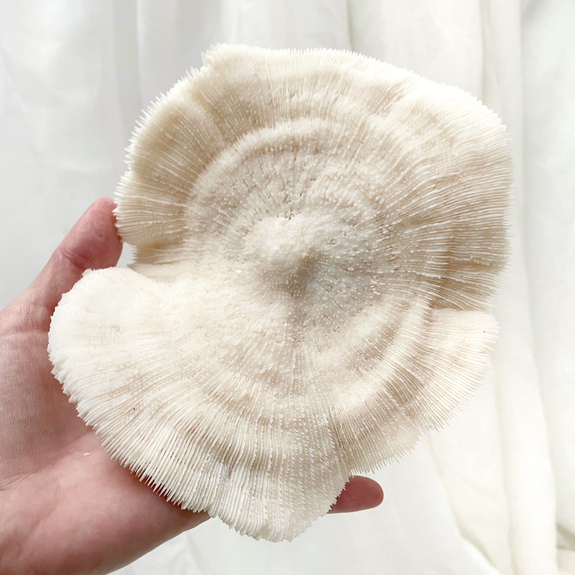 Real Mushroom Fungia Coral - Large