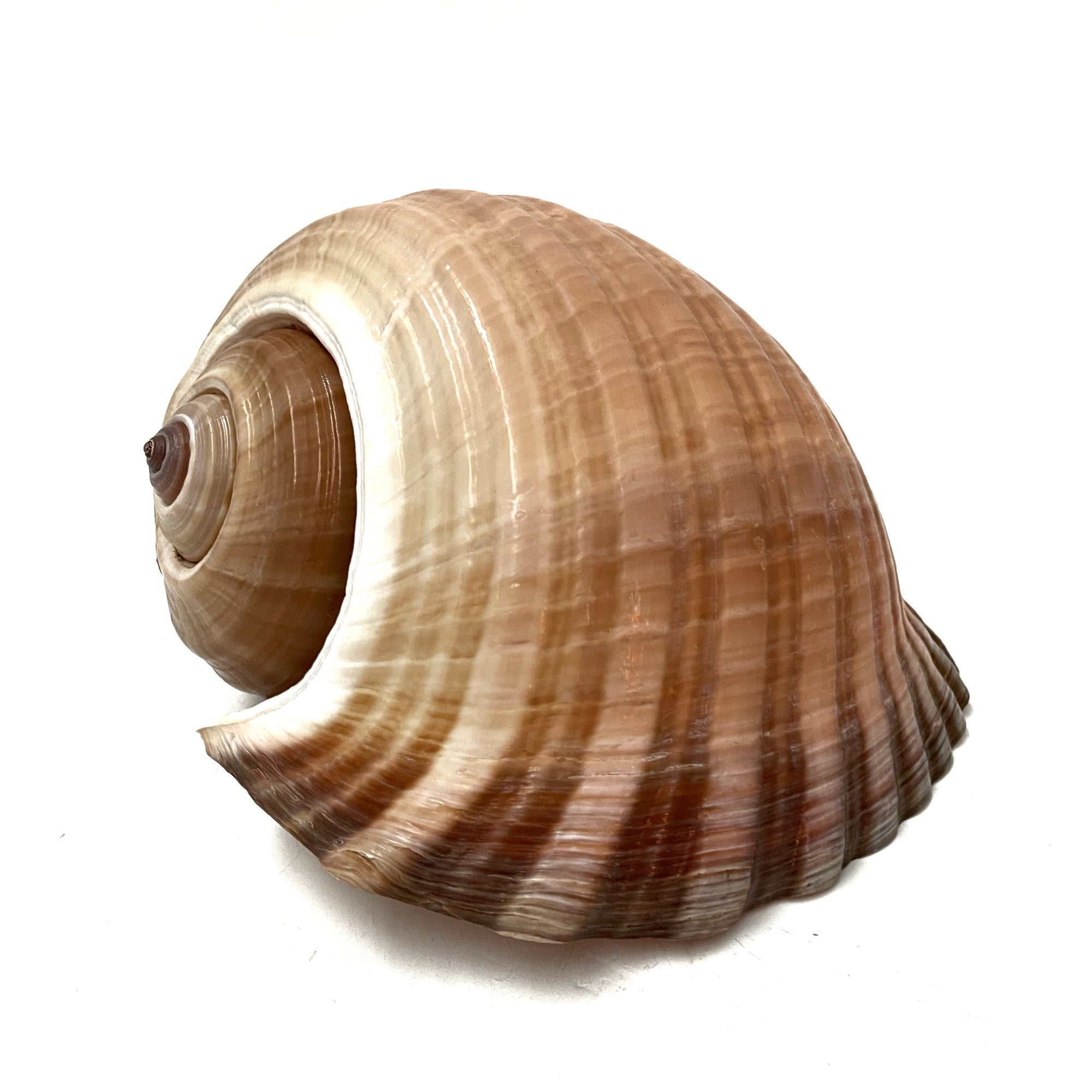 Real Giant Ton Shell XL