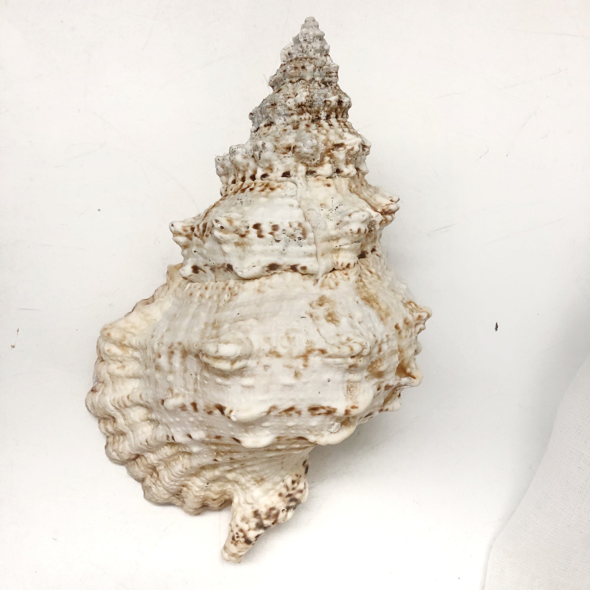 Real Extra Large Frog Shell