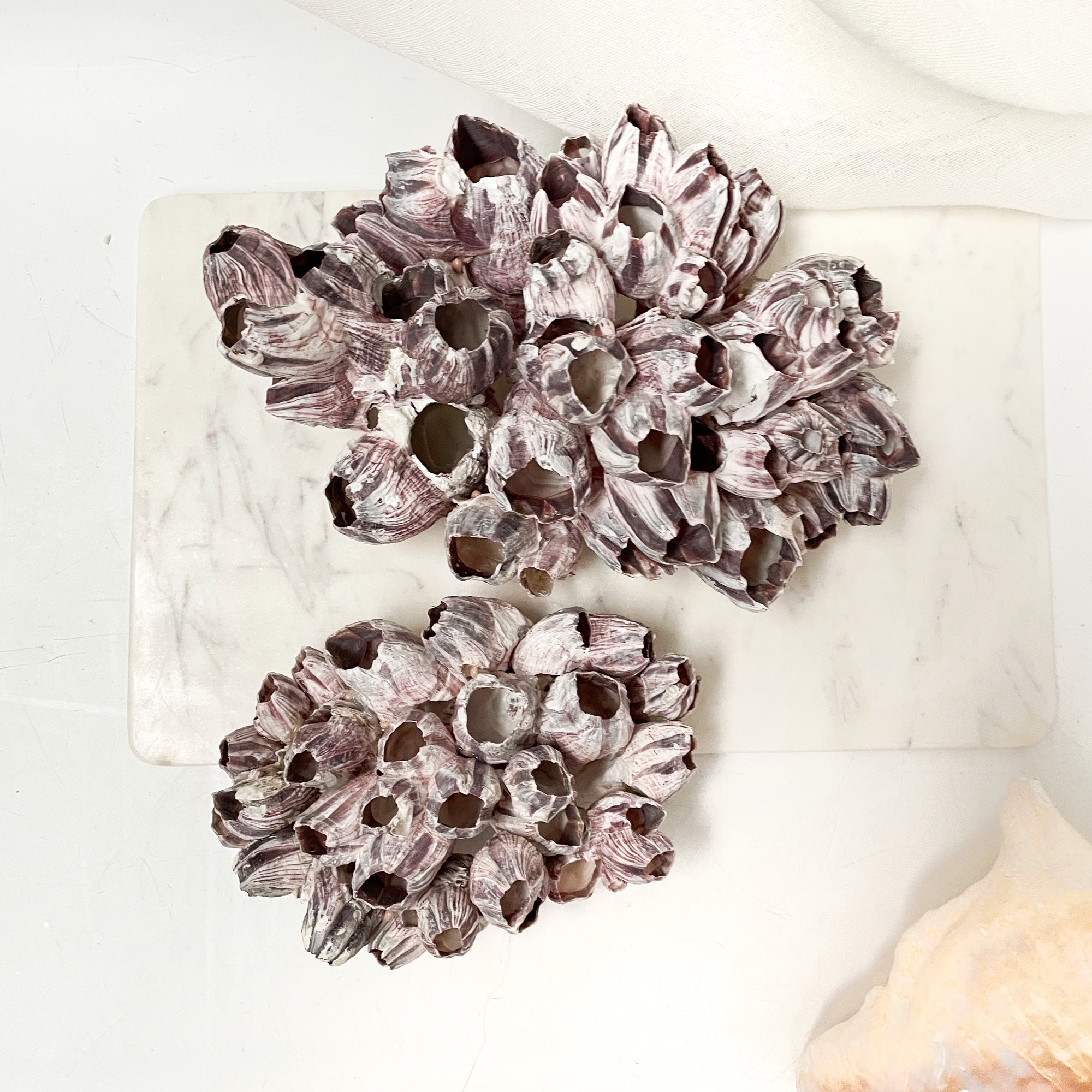 Natural Barnacle Cluster