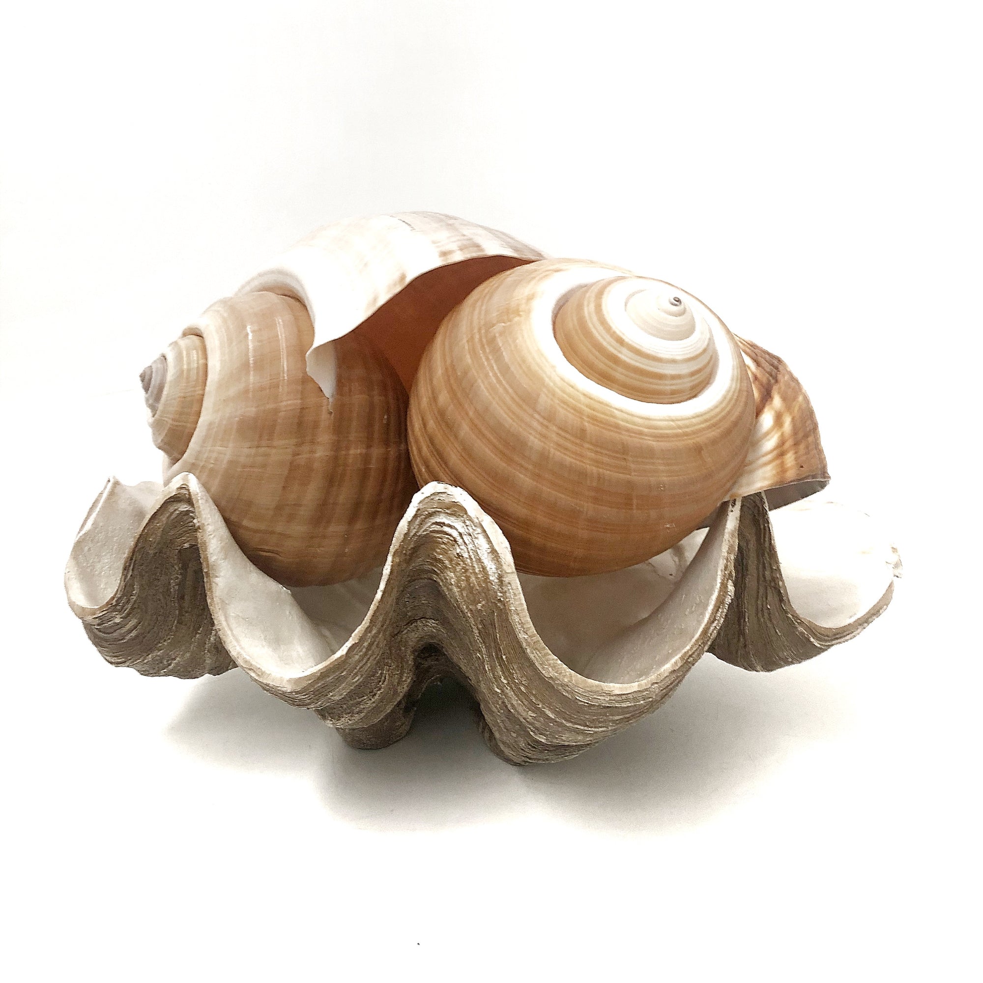 Real Giant Ton Shell XL