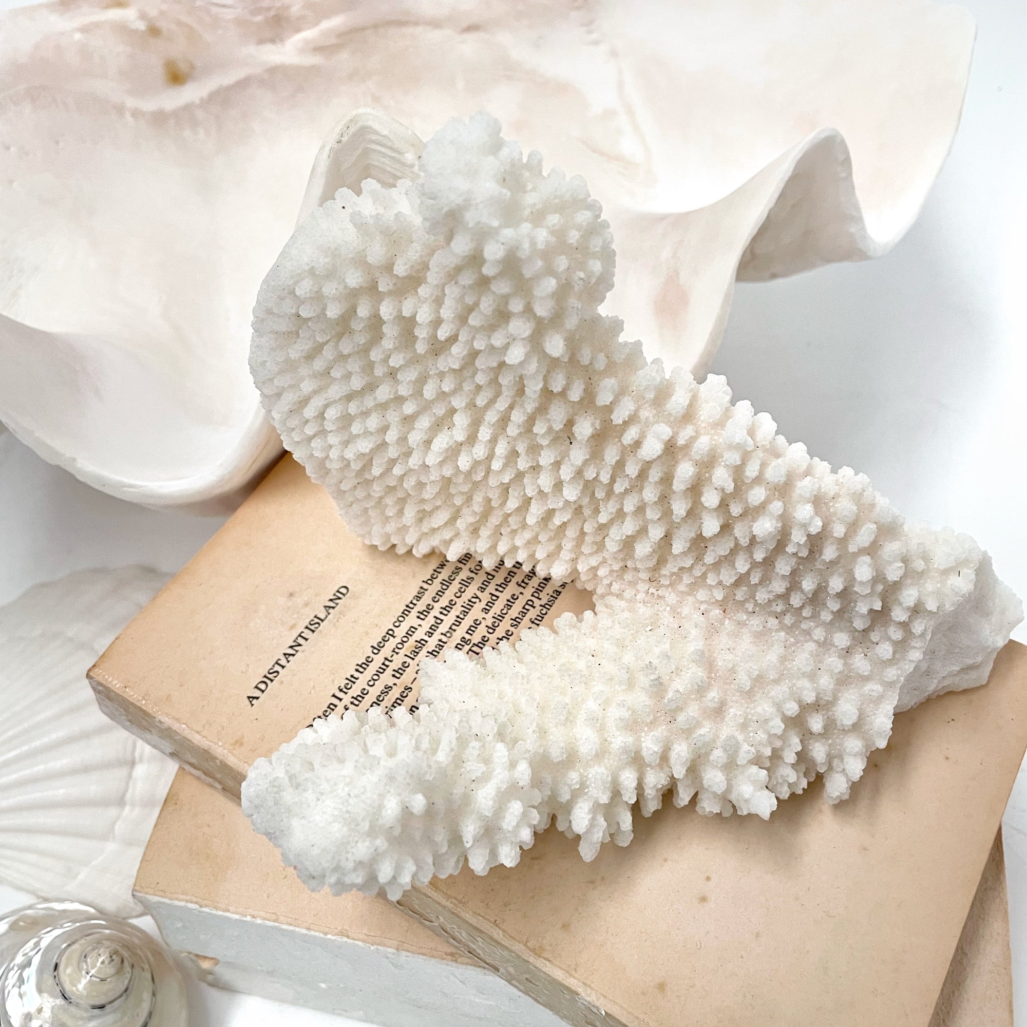 Soft Cauliflower Coral Specimen D