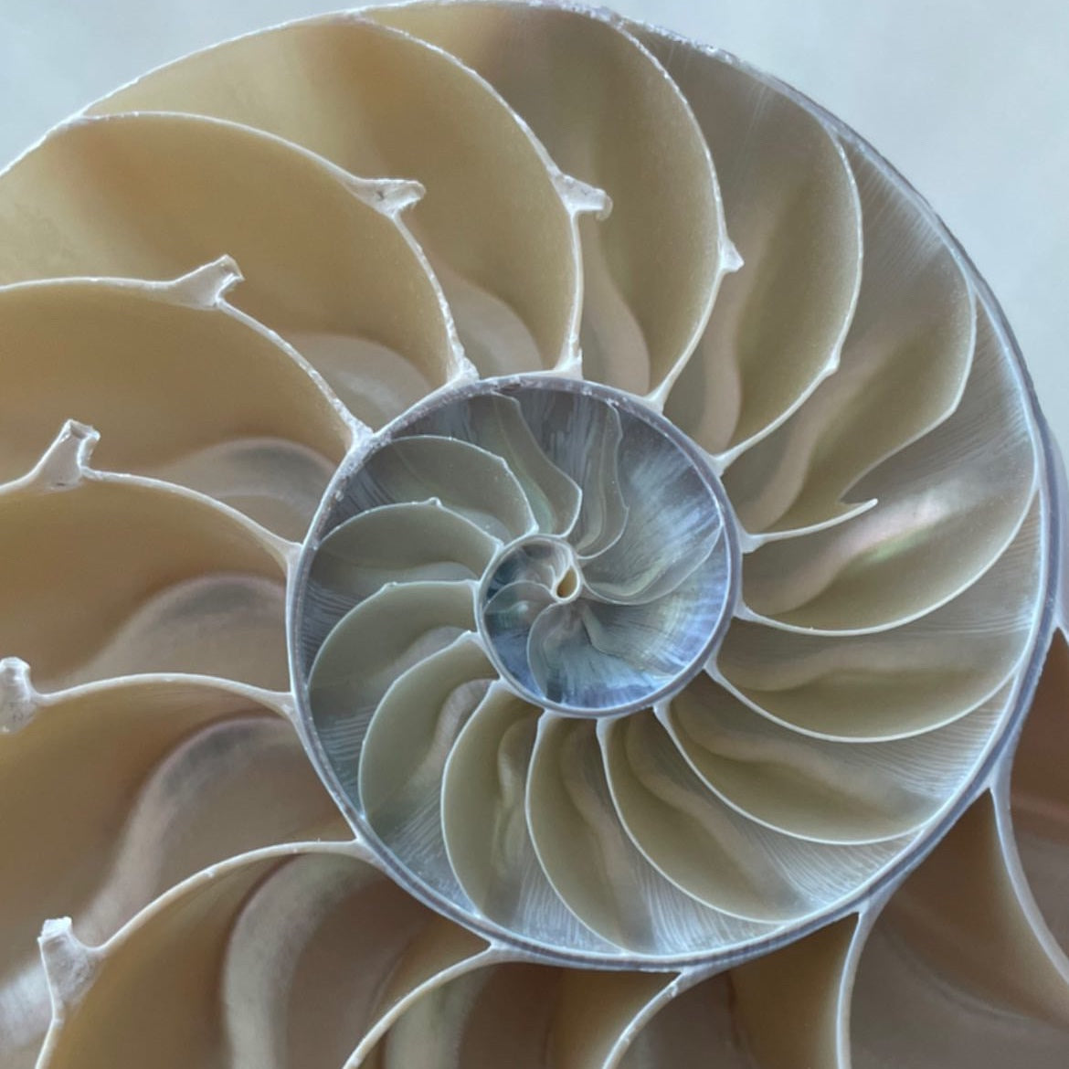 XL Real Rare Chambered Polished Pearl Nautilus Shell - Half