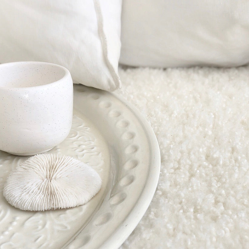 Real Mushroom Fungia Coral - Small