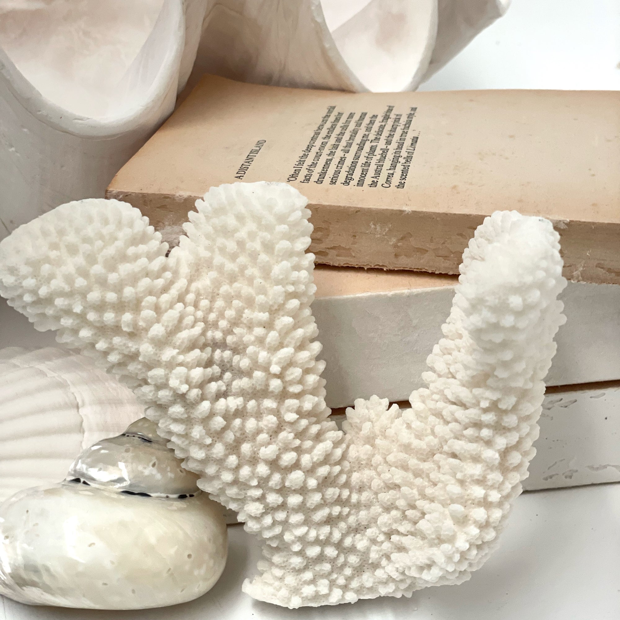 Soft Cauliflower Coral Specimen C