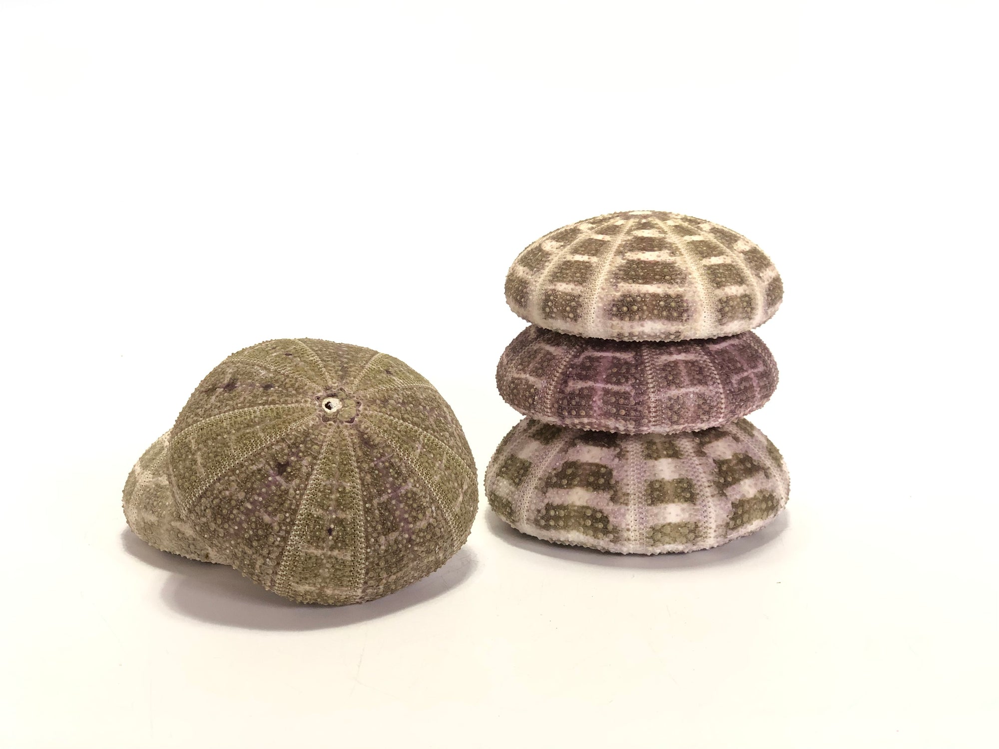 Sea Urchin Flat Set 5 ***LAST SET***