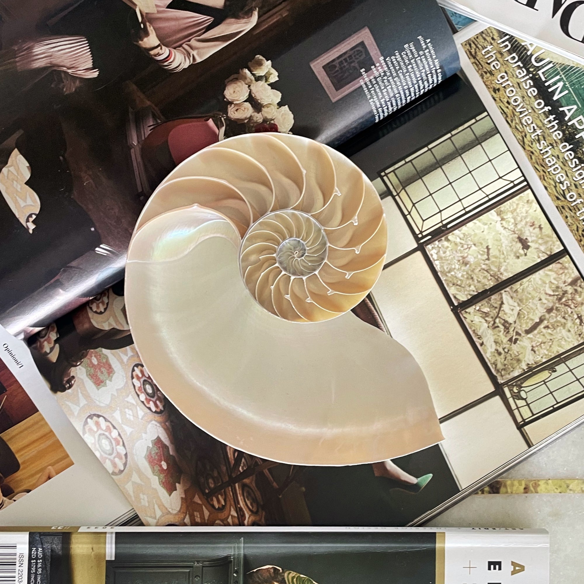 XL Real Rare Chambered Polished Pearl Nautilus Shell - Half