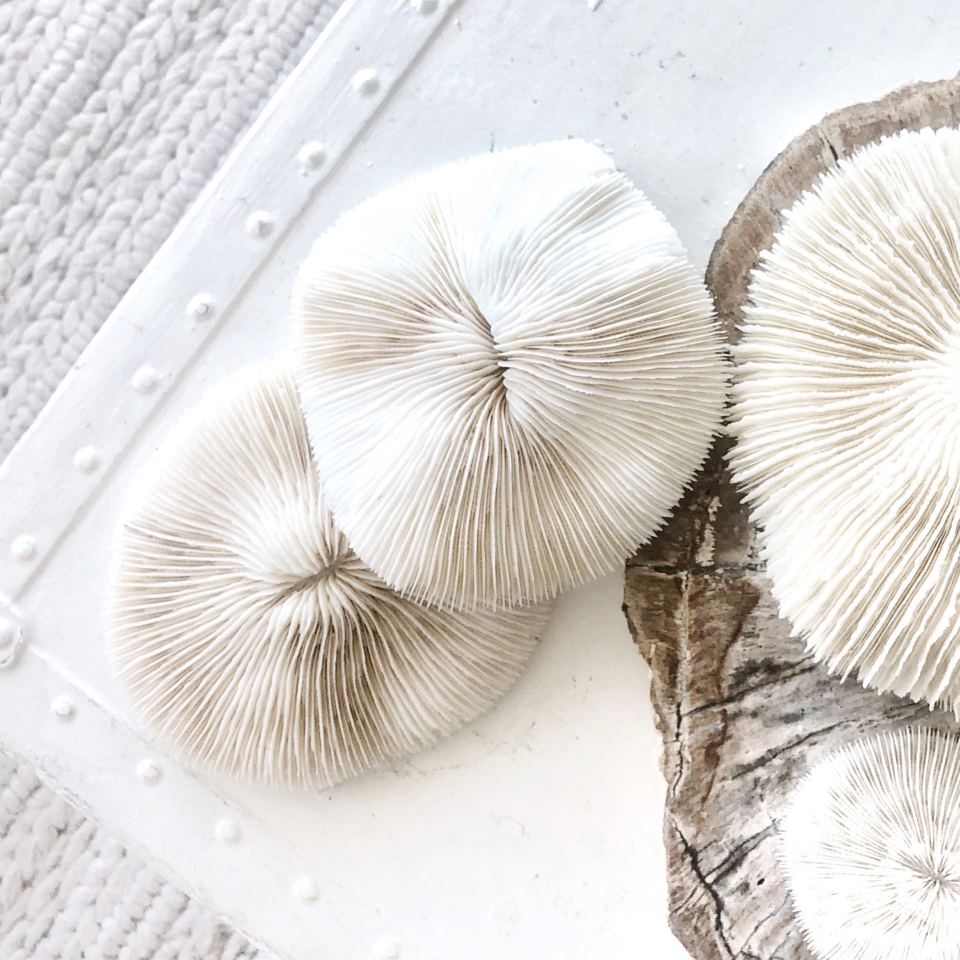 Real Mushroom Fungia Coral - Medium