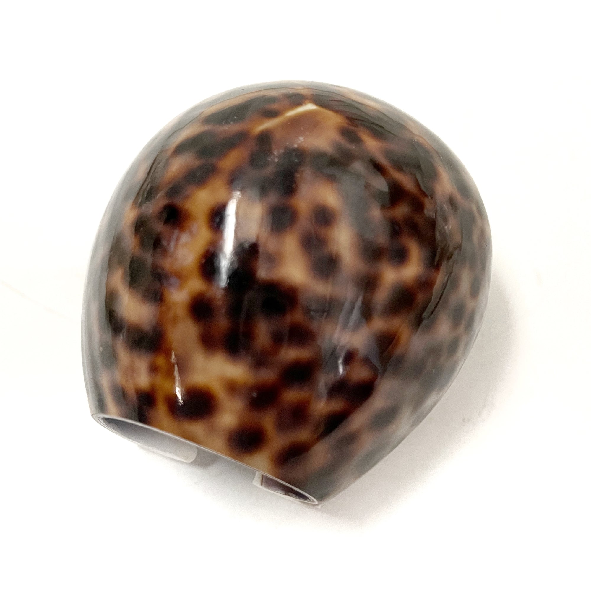 Real Tiger Cowrie Shell Napkin Ring Set 6