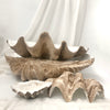 Resin Faux Giant Clamshell Clam 'Natural' 68 CM