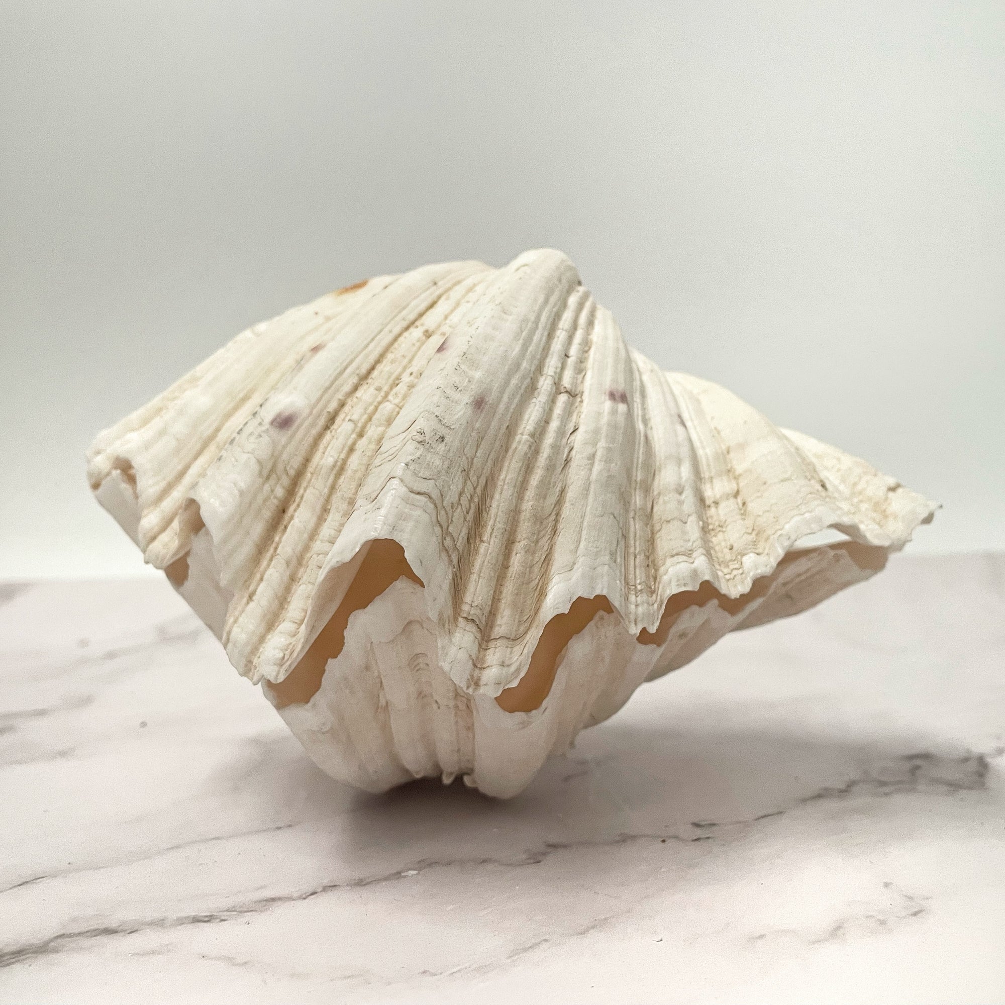 Real Clamshell Double 18 CM