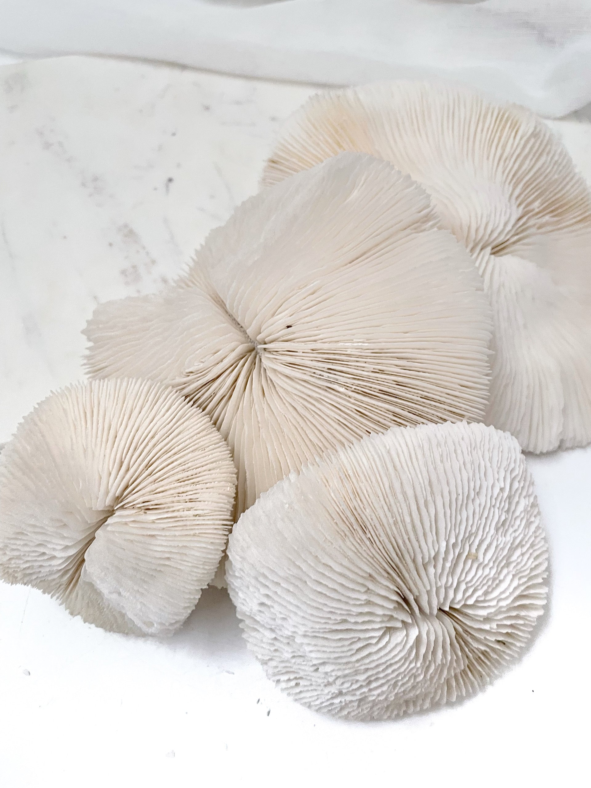 Real Mushroom Fungia Coral - Extra Small